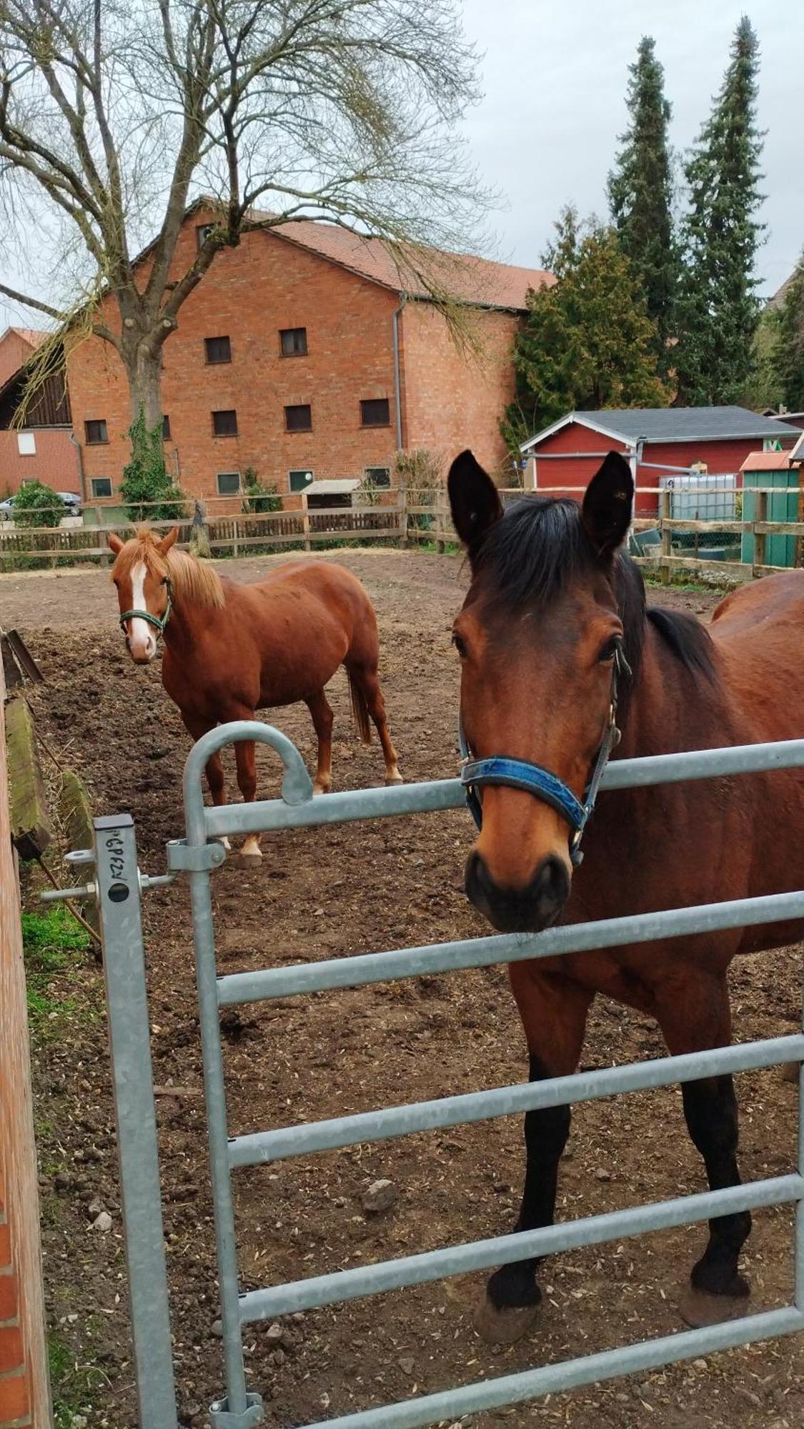 Appartamento Wohnen Auf Dem Bauernhof Laatzen Esterno foto